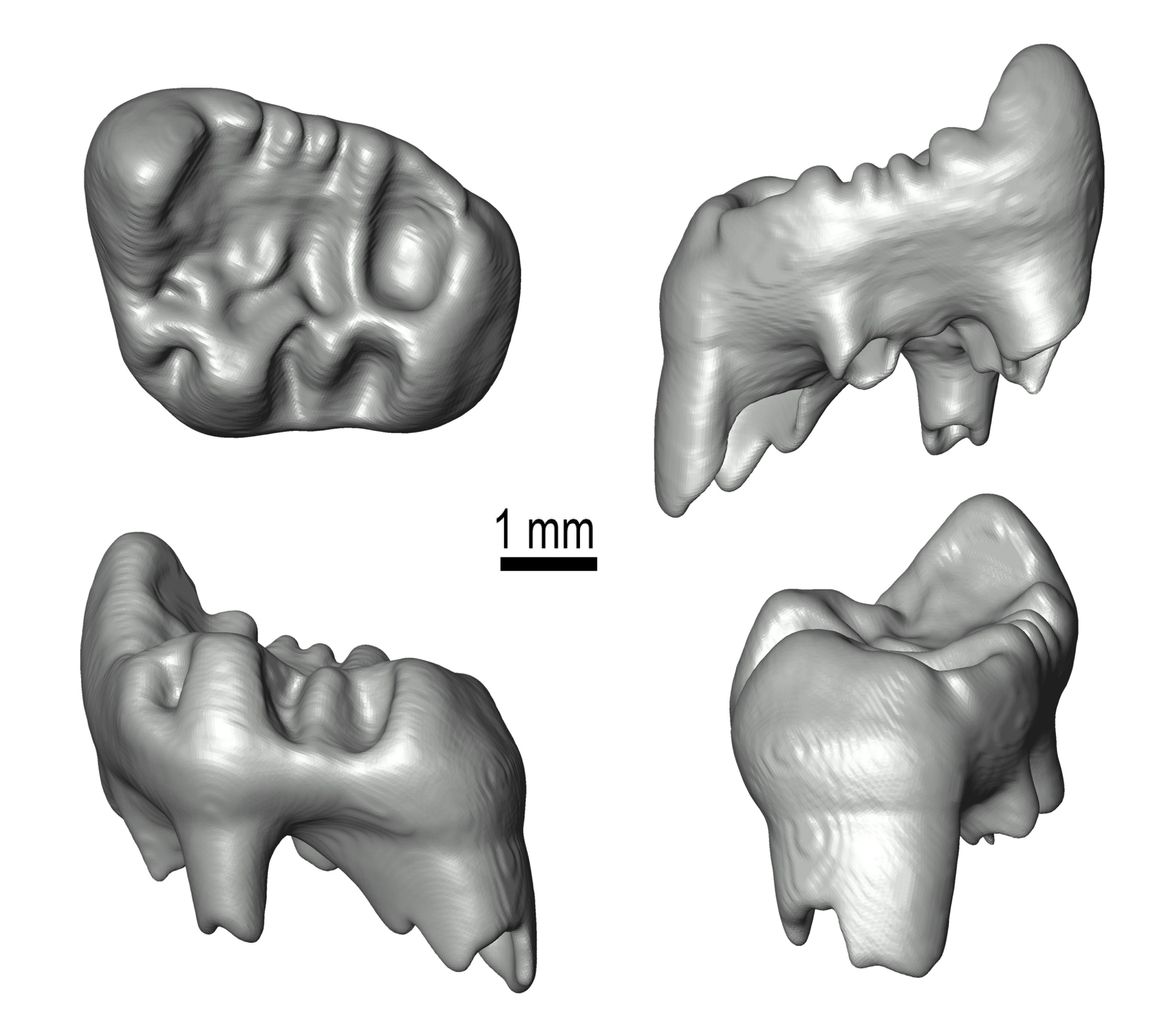 Imatge 1. Model 3D del molar esquerre de M. webbi conservat en les col·leccions del Gray Fossil Site & Museum (extret de Grau-Camats et al. 2025) 